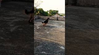 German shepherd dog play with tennis ball #viral #trending #music #youtubeshorts #shorts #short