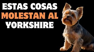 🐶YORKSHIRE TERRIER-7 COSAS QUE NO LE GUSTAN🦮yorkshire terrier puppies,como cortar el pelo de la cara