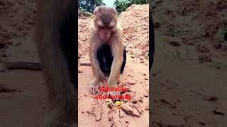 wisely Adorable 🐒 monkey 🤣🤣 ＃ #fun #emoji #love #youtubeshorts #monkey #yt #ytshort #trending