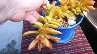 Succulent watering tips