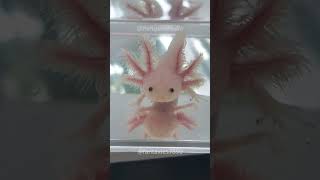 Axolotl | Cute but Endangered!