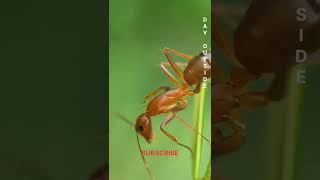 Ant🐜#youtubeshorts #microphotography#trending #youtube #youtubechannel #dayoutside #nature #natural