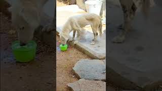 #dog #dogdrinking#water