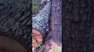 Tornado Damage on a Ridge from September #stormdamage #tornadodamage #trail #outdoors #trees