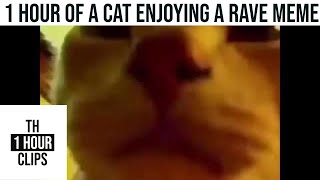 1 Hour of a Cat Enjoying a Rave Meme