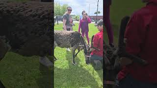 Shedding Reindeer - Colony Days festival Palmer,  AK