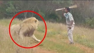 kilicho mkuta huyu jamaa baada ya kumchokoza Simba !!  Scariest Lion Encounters  @JenafaTV