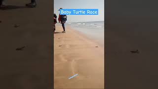 Baby Turtles at sandspit | WWF | ENR Field Trip #nature #turtle #beach #wwf