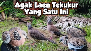 Agak Lain,. Baru Kali Ini Saya Melihat Burung Tekukur Mengukuin Burung Tengkek