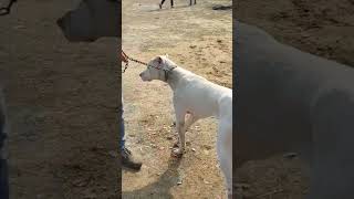 No 1 Dog Breed for Family and Security || Dangerous Bully Kutta