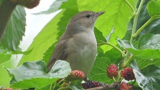 Beccafichi sul gelso - Garden warblers on the mulberry tree (Sylvia borin)