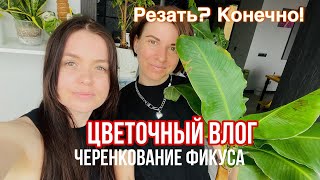 Черенкование| ФИКУС ЛИРАТА | В гостях | Обзор