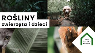 Kwiaty domowe bezpieczne dla zwierząt Rośliny doniczkowe bezpieczne dla dzieci #Shorts