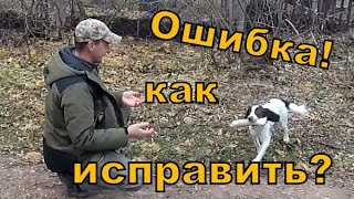 Поиск. Обучение охотничьей собаки. Видео 9.