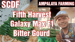 Fifth Harvest Galaxy Max F1 Bitter Gourd || Ampalaya Farming