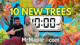 10 New Trees at 10 AM (EST) | Japanese Maples and Conifers For Youe Garden | MrMaple Online Nursery