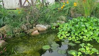 Finally get to enjoy the pond after a week of rain