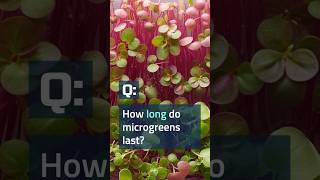 Microgreens Facts: How long do microgreens last? #microgreens #microgreensathome #growmicrogreens