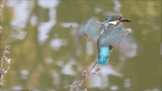 common kingfisher 1