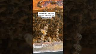 How bees measure space in a honeycomb #shorts #insect #bees #tiktok