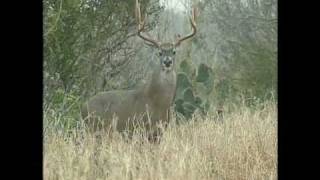 Renowned South Texas Bucks Definitely get your Attention