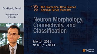 Neuron Morphology, Connectivity, and Classification