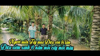 NGƯỜI MIỀN TÂY MUA DỪA GIỐNG CÒN BỊ LẦM, DỪA XIÊM XANH 6 NĂM TUỔI MỖI CÂY CÓ TRÁI MÀU SẮC KHÁC NHAU.