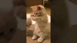 Cute Playing Cat's 🐱