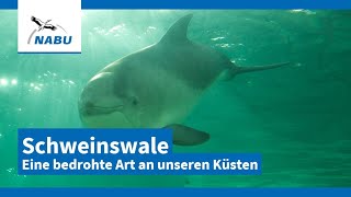 Schweinswale – Eine bedrohte Art an unseren Küsten