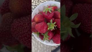 Harvest Strawberries with me ❤️ #garden #shorts #strawberry