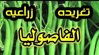 الحلقه الثالثه.لبرنامج زراعة الفاصوليا .وميعاد رش المبيد الفطري والحشري والمغذيات