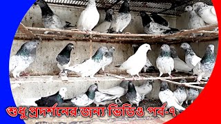 just for show video | শুধু প্রদর্শনের জন্য ভিডিও | pigeon videos | kobutor palon bangladesh | PART-7