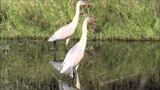 Whistling Heron - Garza Silbadora (Syrigma sibilatrix). Uruguay Abril 2014