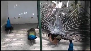 Peafowl