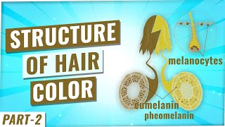 Eumelanin and pheomelanin hair color | Part-2 | hair color theory | hair color | hair pigment