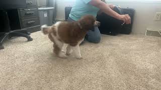 Kenosha- obedience, sit, stay, down, look at me. Puppy training