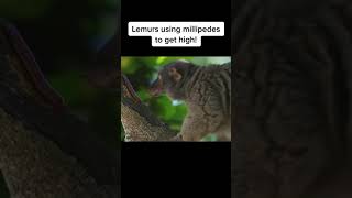 Lemurs using toxic millipedes to get high! #wildlife #lemur ##tiktok #bug #cute #funny #fyp #shorts