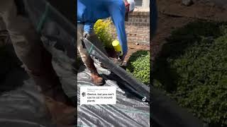 Installing Landscape Fabric  around plants #Landscapefabric #landscapecloth #Grantsoutdoor #ATeam