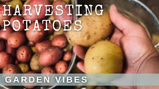 Vegetable Garden Vibes - Harvesting Potatoes