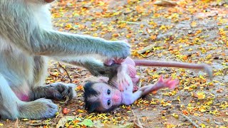 OMG ! Baby cute monkey SARIO falling down on the ground - when Mom ignore care milk for him