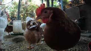 Chickens Snacking On Bananas Hens Roosters Fun Relaxing!