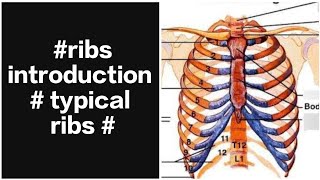 bones and joints thorax of anatomy chapter-13part-1