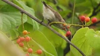 Thick-billed flowerpecker, Dongarmatha, Parshuram, Maharashtra, Jun 24