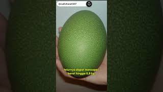 Telur terbesar di dunia@rudichanell#viral