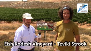 Tzviki Strook in the Eish Kodesh Vineyard in the Shomron (Samaria)