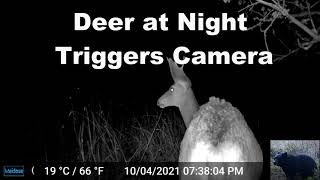 Deer at Night Trigger Our Trail Camera