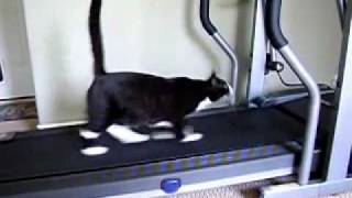 Cat Running on Treadmill.flv