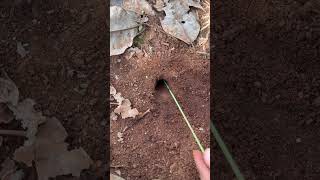 Giant crickets try to survive from bullet ants in deep hole #shorts