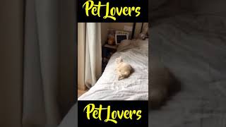 Baby Cats - Cute and Funny Cat Videos Compilation