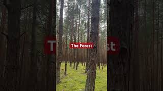 Forest#shortvideo #treeshorts #relaxing#lithuania